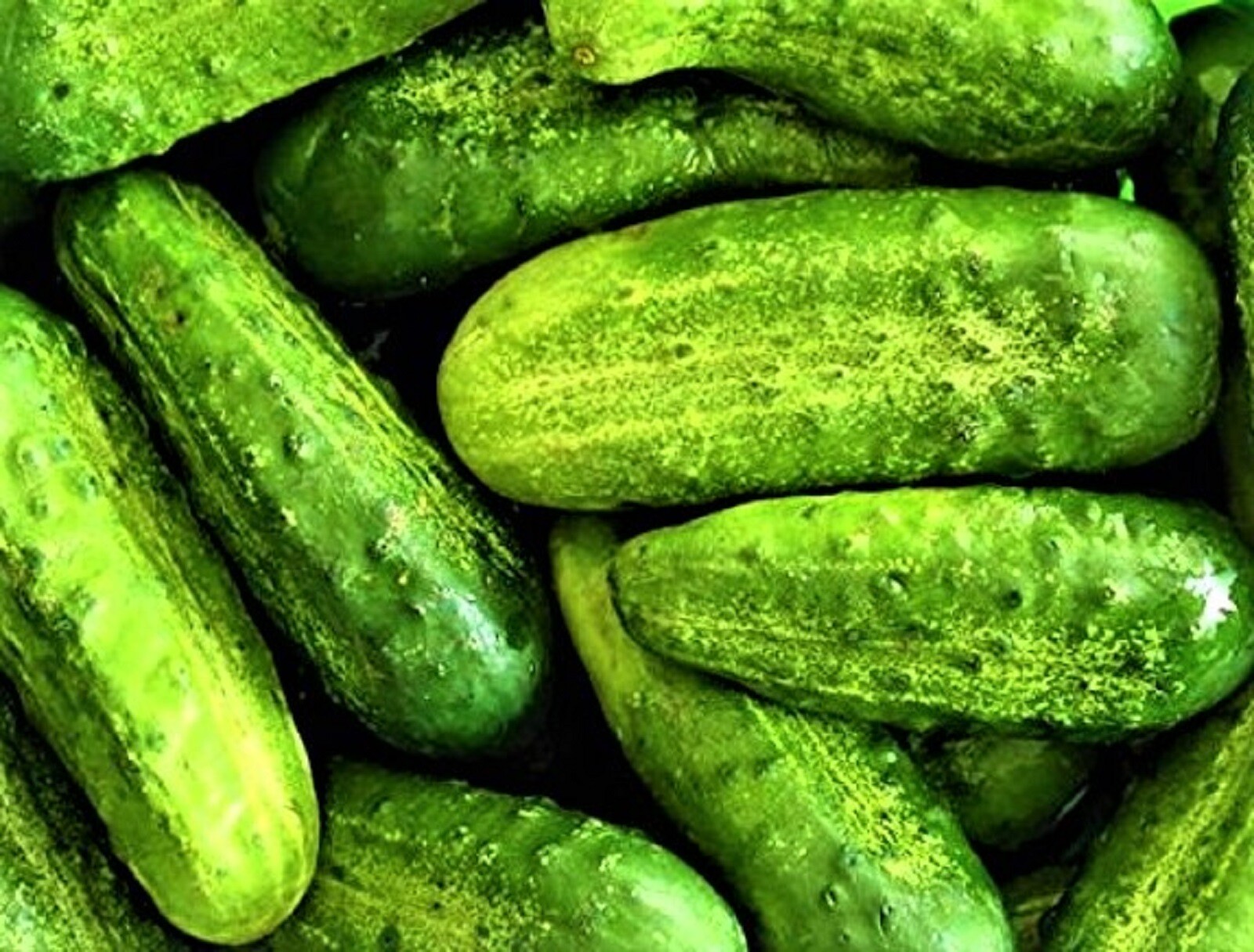 Wisconsin SMR-58 Pickling Cucumber Seeds 50 Seeds –BUY 4 ITEMS FREE SHIPPING