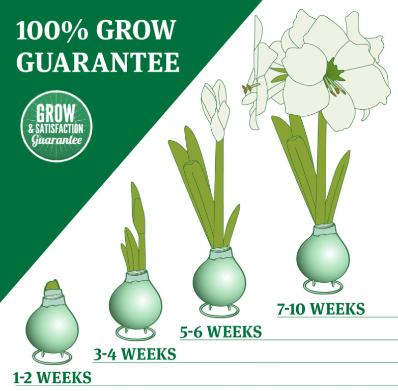 White Waxed Amaryllis Bulb with Stand, No Water Needed, Blooms 4-8 Weeks