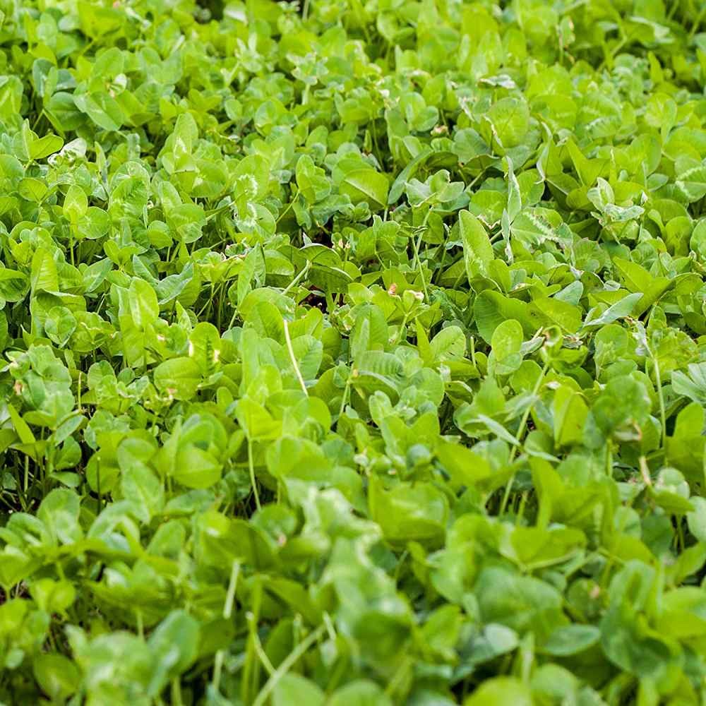 5 LBS – Inoculated White Clover King Deer Food Plot Seed For Planting – Bulk