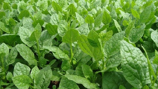 Green Malabar Short Vine Spinach Seeds -Vietnamese Mung Toi Khong leo Plant