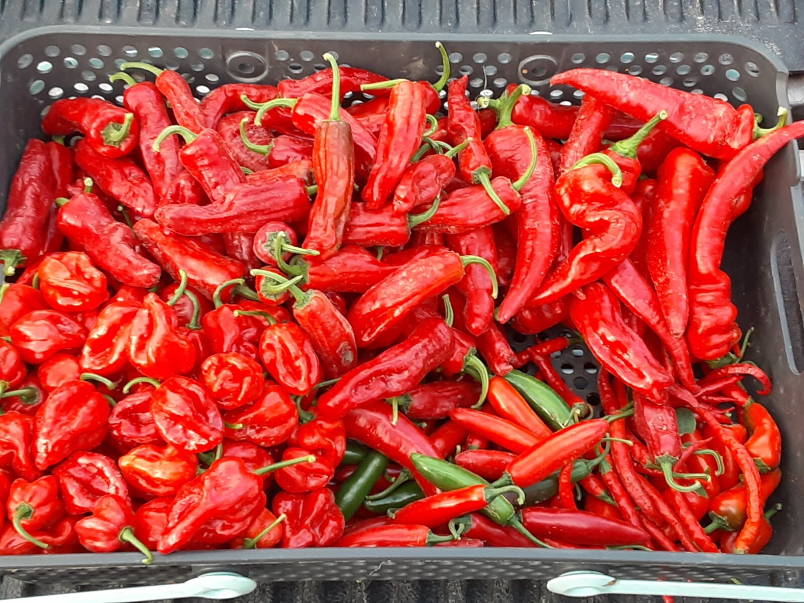 “Motown Magic” Hot Chili Pepper Seeds x30 MIX – Michigan Grown! Organic, Non-GMO