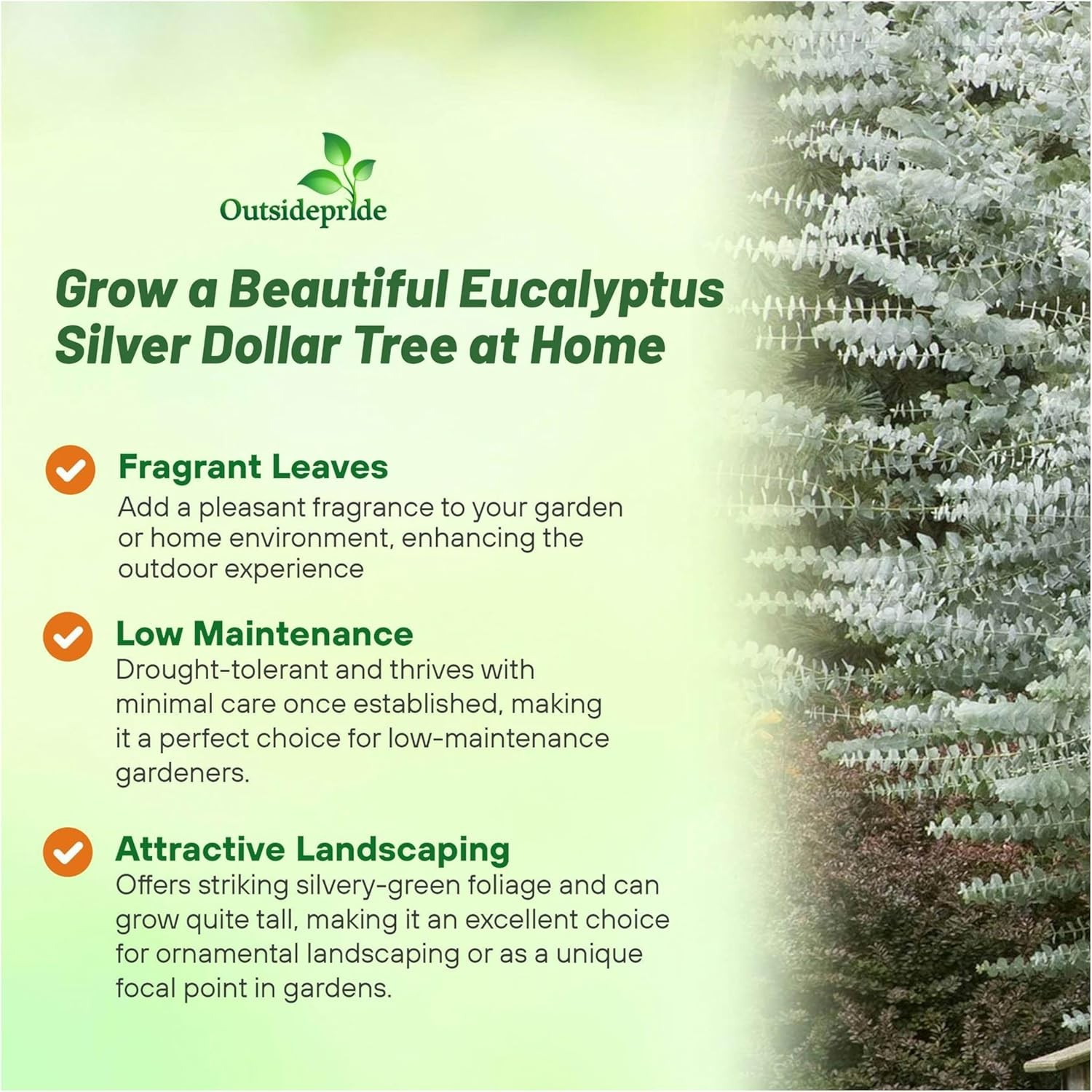 50 Seeds Eucalyptus Seeds – Eucalyptus Cinerea Silver Dollar Seed