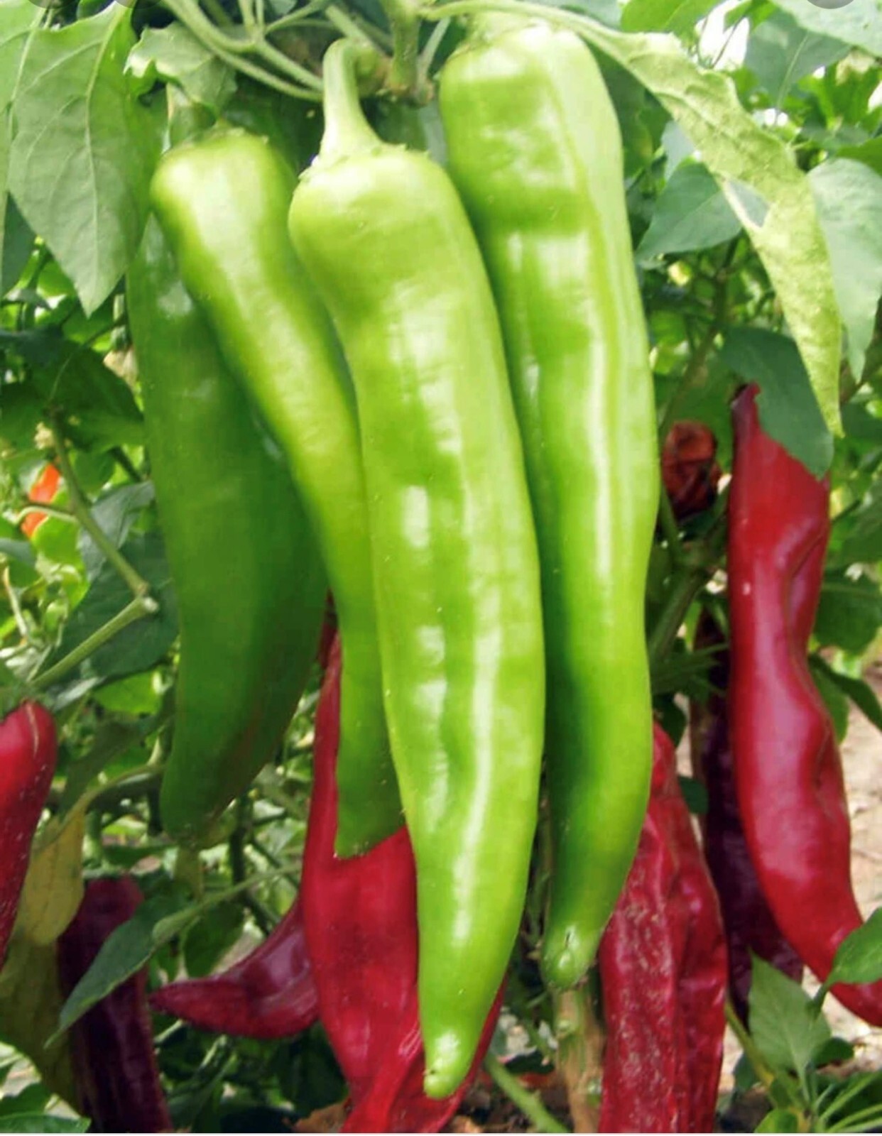 Big Jim Pepper Seeds | Hot | Organic | World Record for Largest Pepper