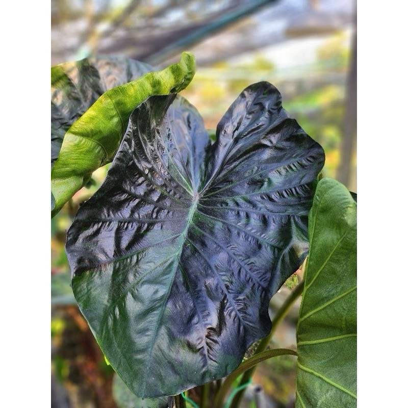 AUTHENTIC Colocasia Green Tiger 1 bulbs