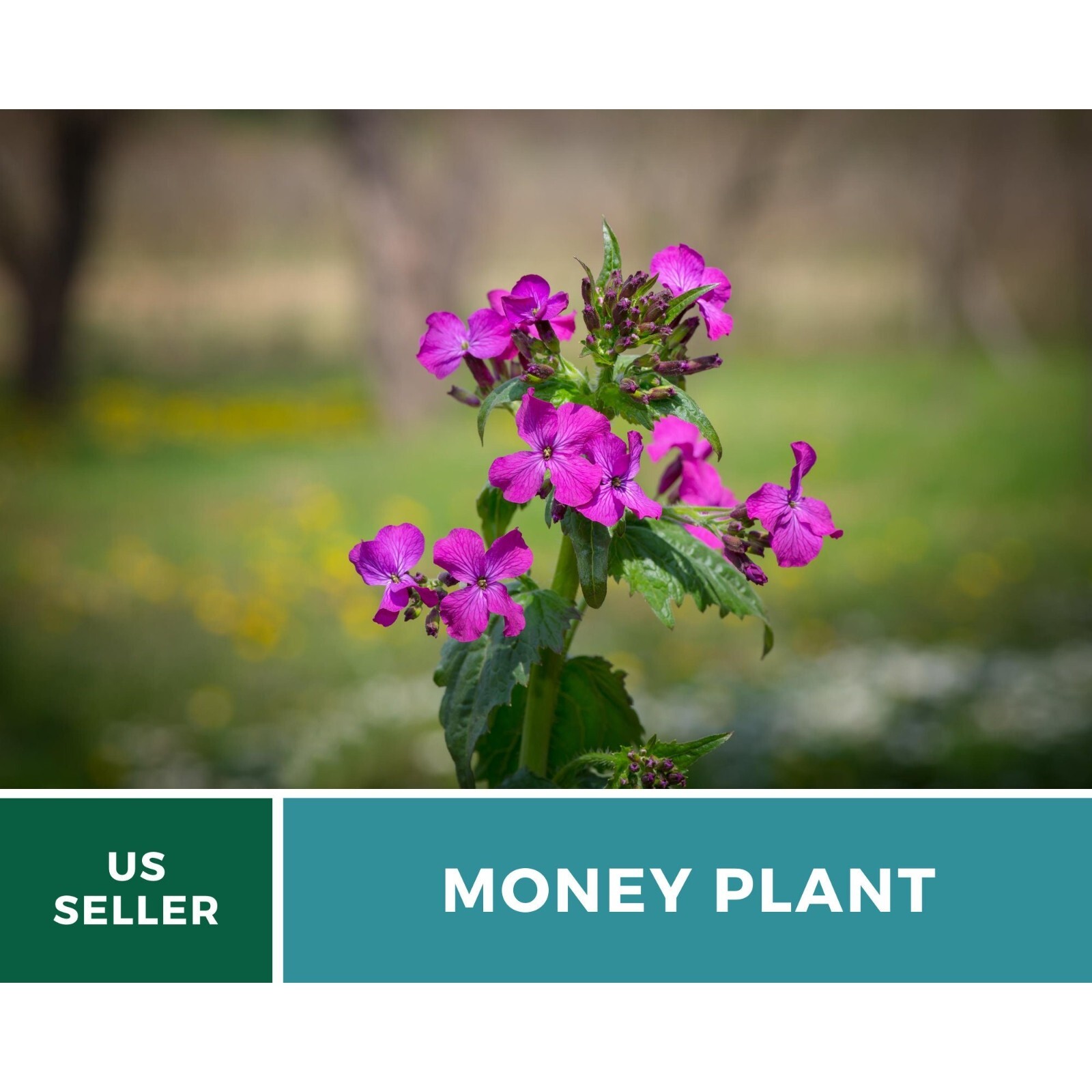 Money Plant (Honesty) – 20 Seeds – Heirloom Flower – Symbol of Prosperity and Ab