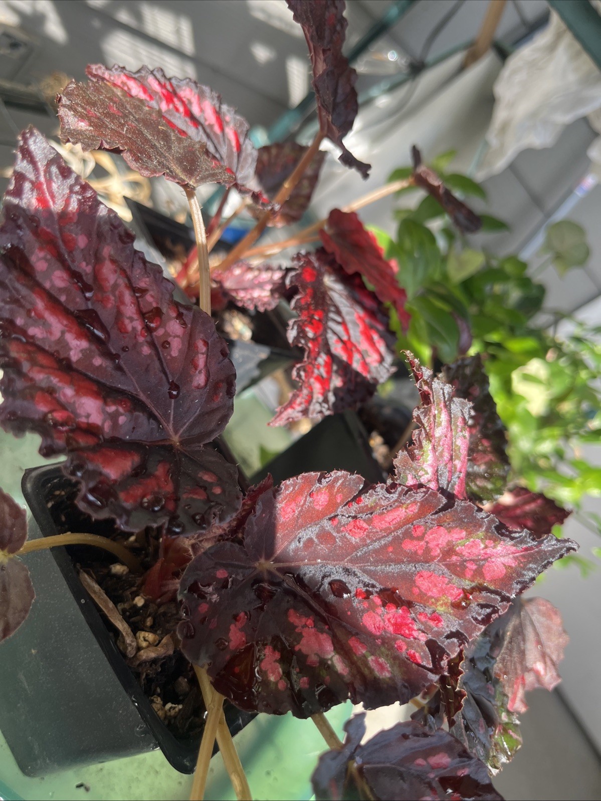 Rex Begonia’Spirit of Madagascar’-3 In Pot
