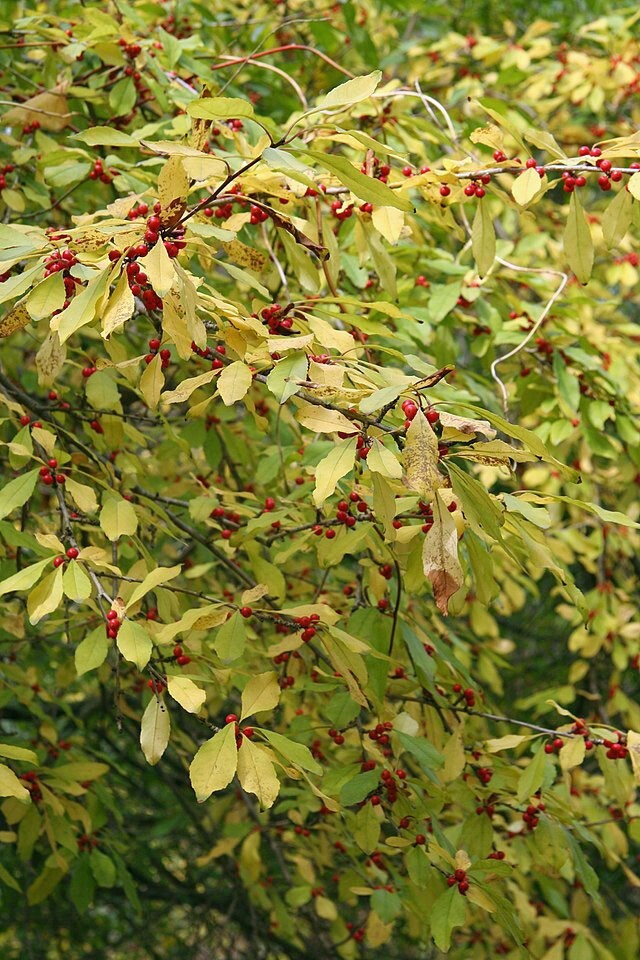 Ilex decidua | Deciduous Holly | 20 Seeds