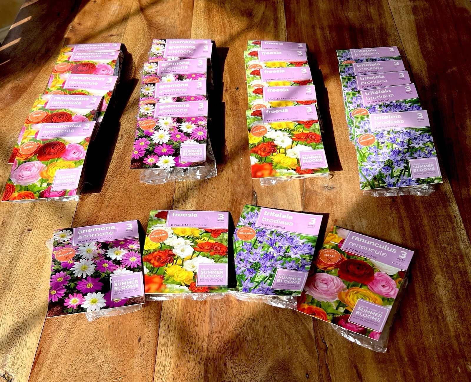 FLOWER SEED PACKS Mixed Lot HOLLAND Vibrant COLOR Varieties 24 Packages BULBS