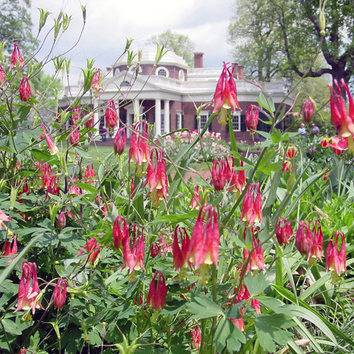 101+EASTERN RED COLUMBINE Seeds Perennial Native Wildflower Shade Flower Garden