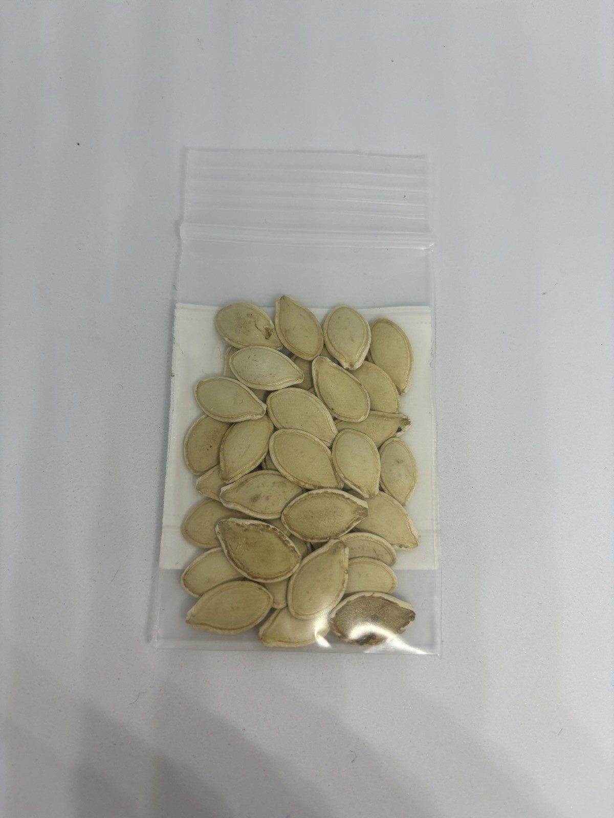 Spaghetti Squash Seeds-30 Count