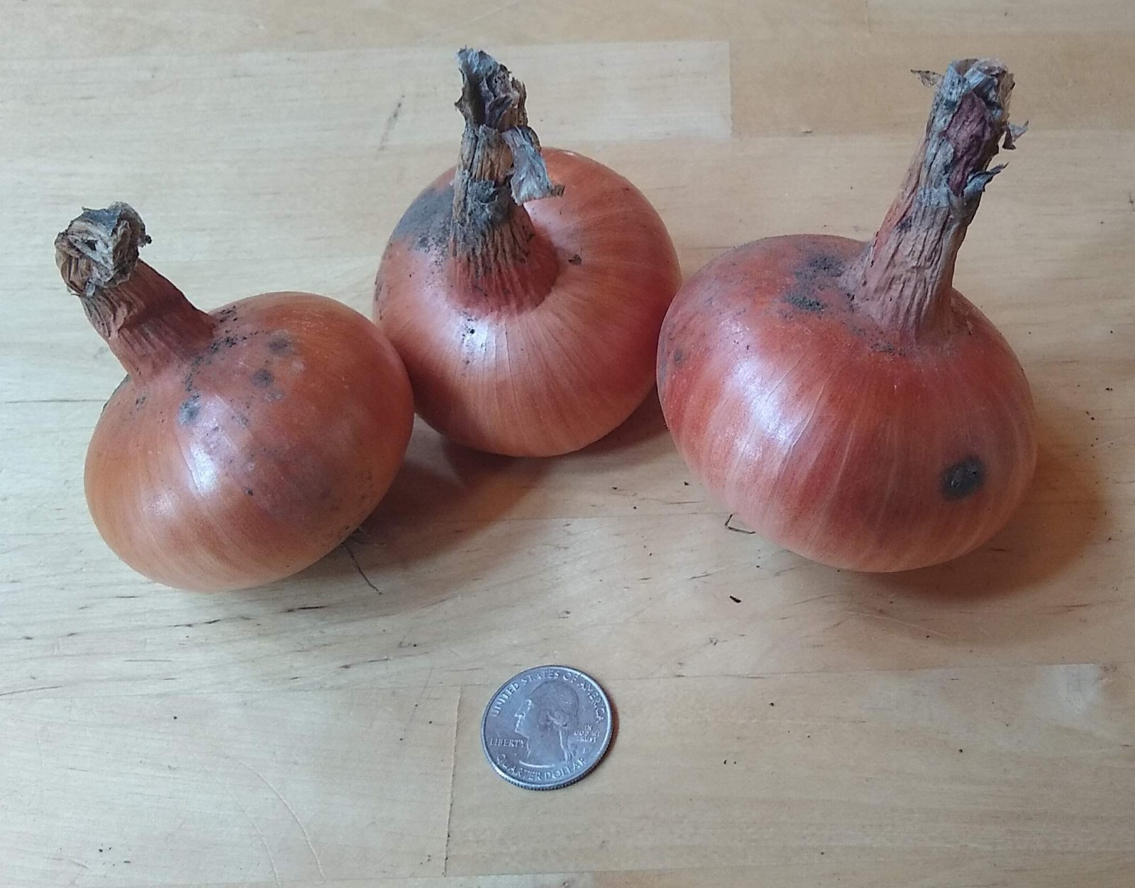 Potato Onion seeds ~ Open Pollinated Heirloom Multiplier Onions