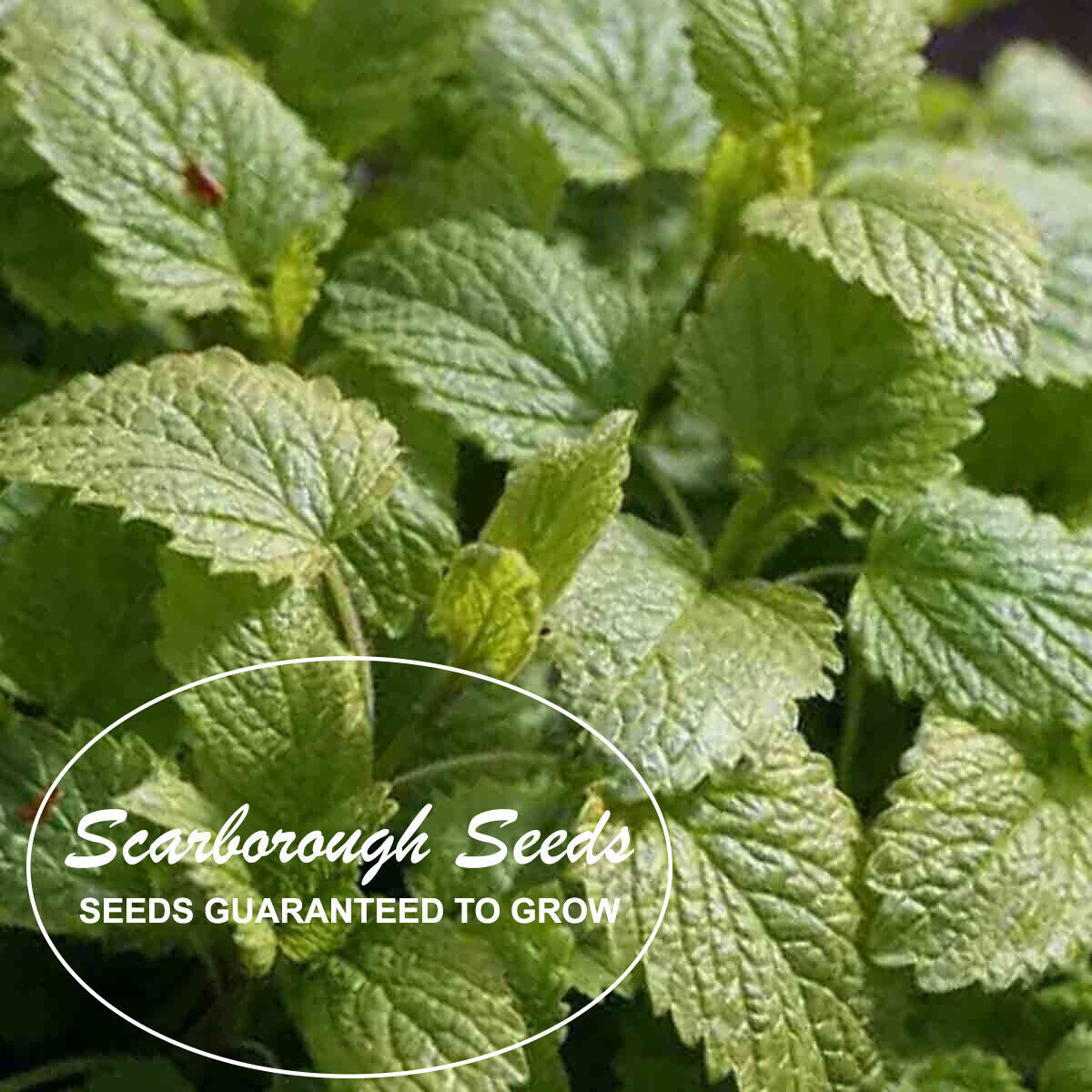SCARBOROUGH SEEDS LEMON BALM 500 SEEDS PERENNIAL MOSQUITO INSECT REPELLENT HERB