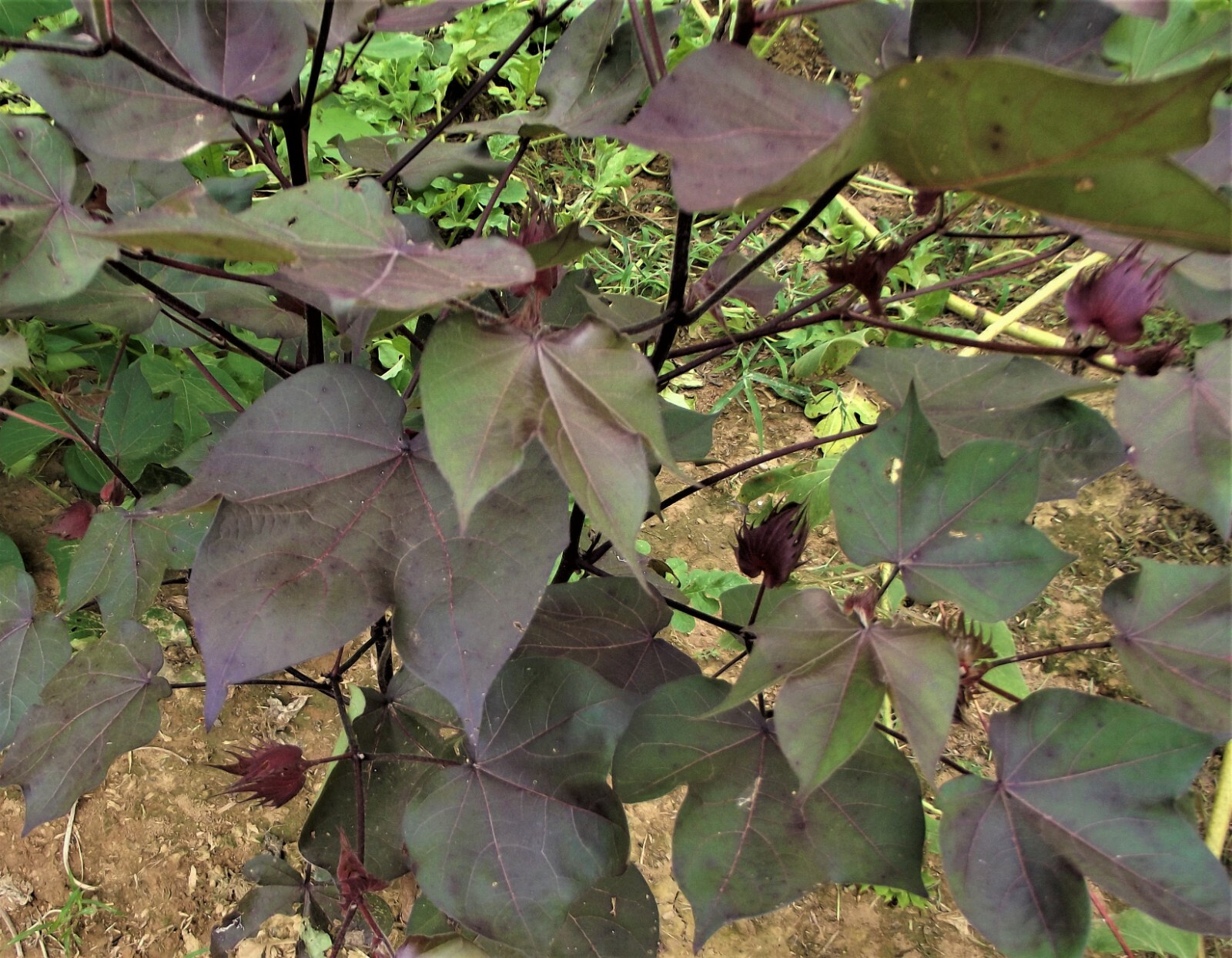 Cotton Green Lint with Burgundy Leaf Extremely Rare Heirloom Ornamental