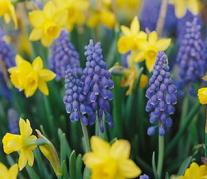 6 bulb Mix Lot~ Mini Daffodil and Blue Muscari (Grape Hyacinth) *FALL PLANTING