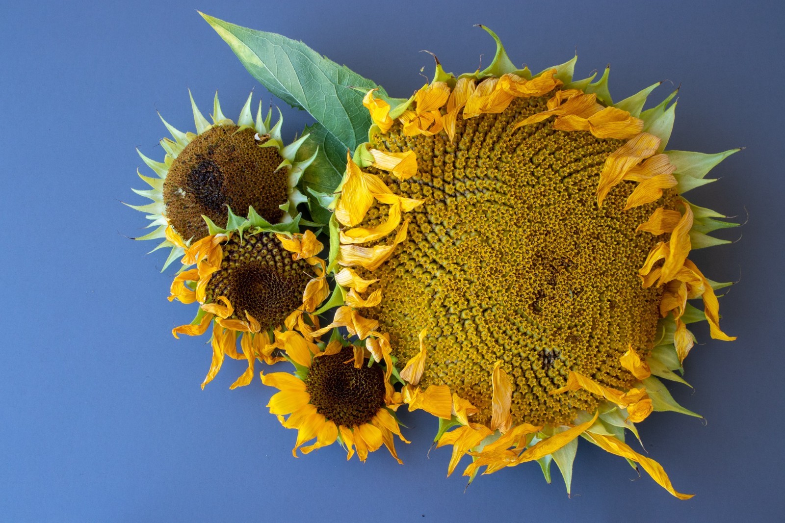 Giant Sunflower Seeds for Planting – Heirloom & Non-GMO – Open Pollinator Seeds