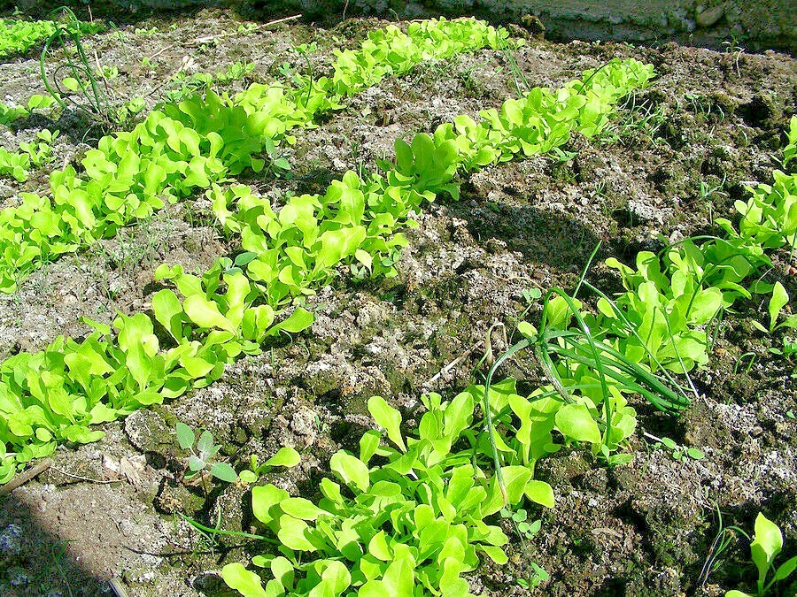 601+BIB BUTTERCRUNCH Lettuce Seeds Organic Vegetable Garden Container Fast Easy