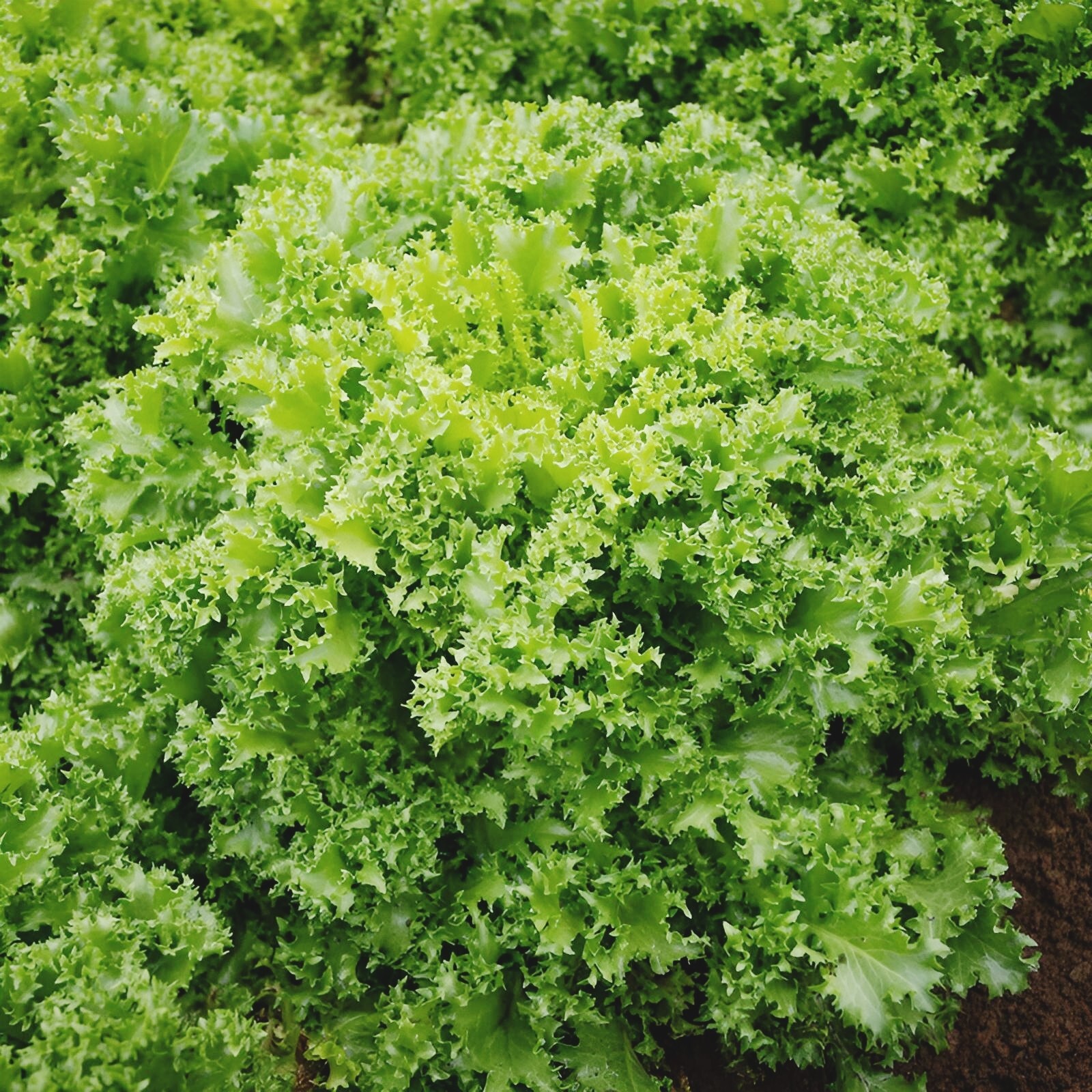 Green Curled Ruffec Endive Seeds | 600+ Chicory seeds