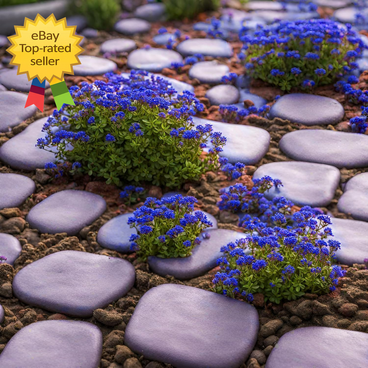 20000+ Magic Blue Creeping Thyme Seeds for Planting Ground Cover Plants Heirloom