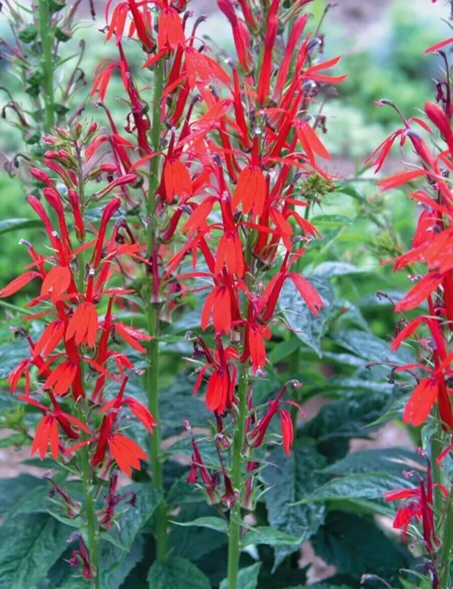 Lobelia, Red Cardinal Flower Seeds (Lobelia Cardinalis)