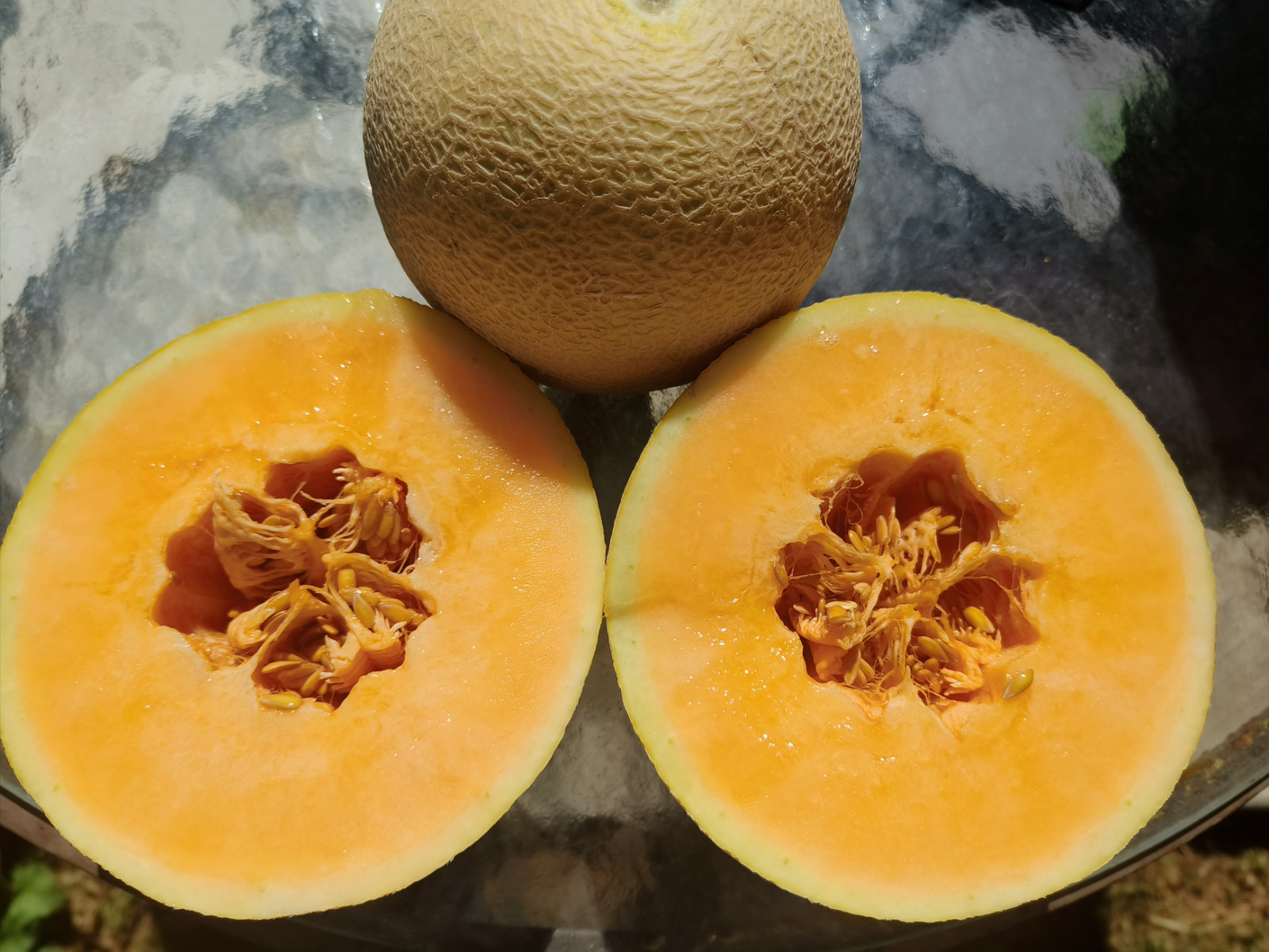 50ct Imperial 45 Cantaloupe Seeds – All American Selections Prize Winning Melon!