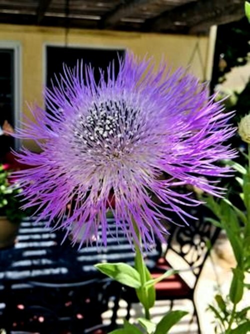 25 AMERICAN ROSE BASKET FLOWER SEEDS Centaurea americana Cold Hardy Garden Plant