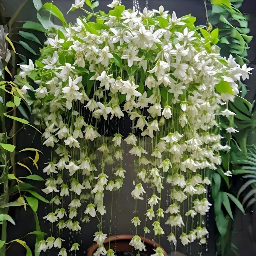 Weeping Jasmine Seeds (300 PCS) – Fragrant Cascading White Flowers, Climbing …
