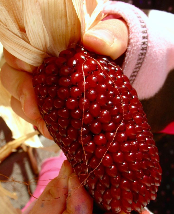 60+ STRAWBERRY RUBY CORN SEEDS – POPCORN – SWEET — HEIRLOOM — ORGANIC — RARE