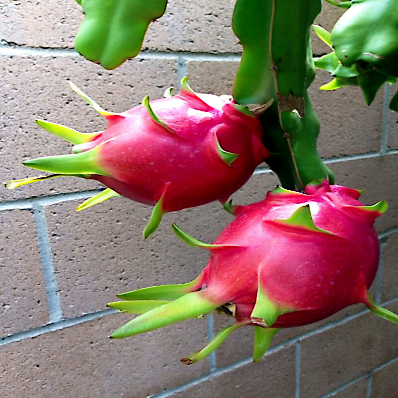 White Dragon Fruit Tree Seeds (H. Undatus) Pitahaya Strawberry Pear Cactus Vine