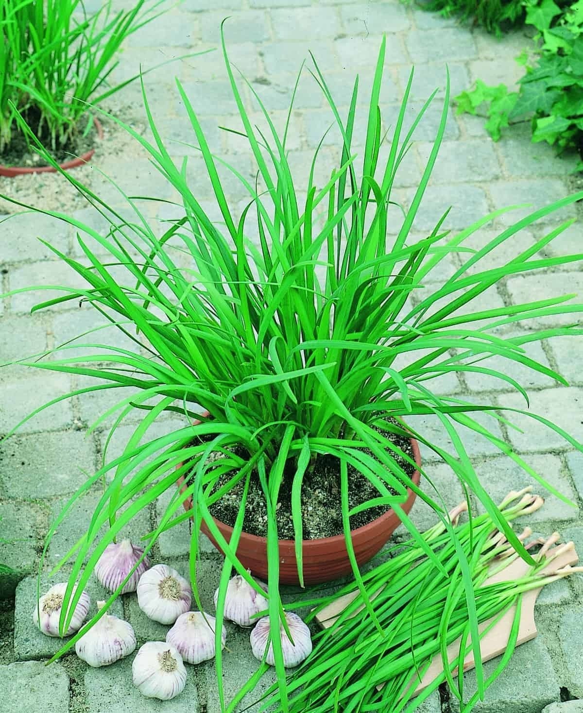 Garlic Chives 150- 10K Seeds Microgreens drought tolerant herbs Onion