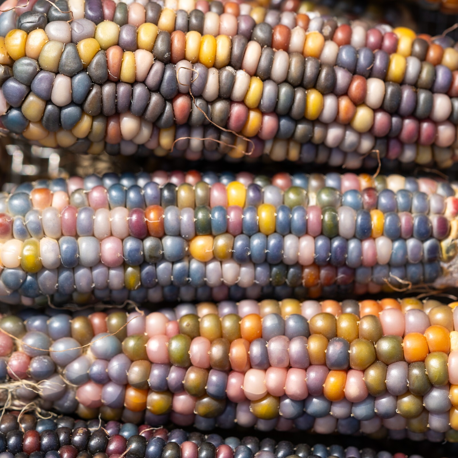 Glass Gem Corn Seed Packet Bulk Organic Non-GMO Kaleidoscopic Colors Heirlooom