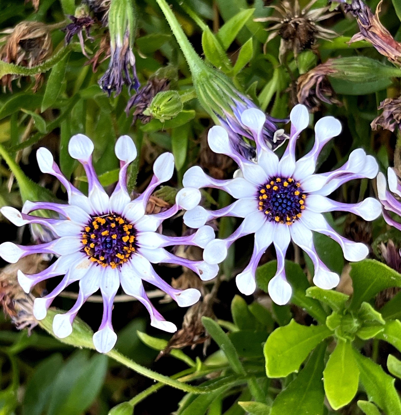 5 WHIRLIGIG OSTEOSPERMUM Fruticosum Pinwheel African Cape Daisy Flower Seeds