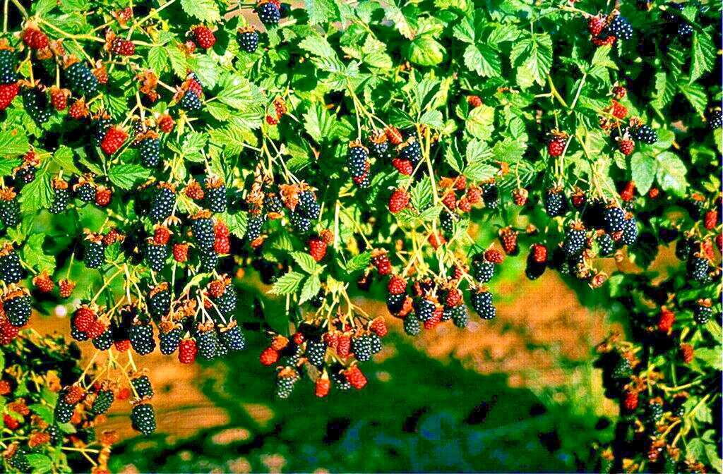 20 CALIFORNIA PACIFIC TRAILING BLACKBERRY SEEDS Rubus Ursinus Hardy Fruit Vine