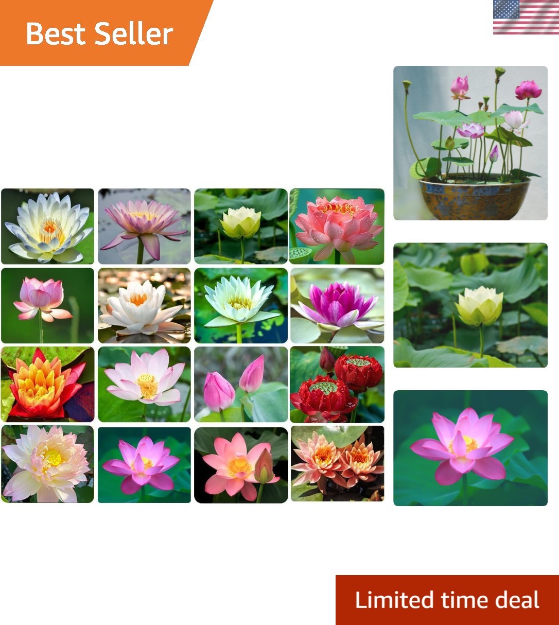 30PCS Non-GMO Bowl Lotus Seeds for Stunning Water Lilies – Easy to Grow