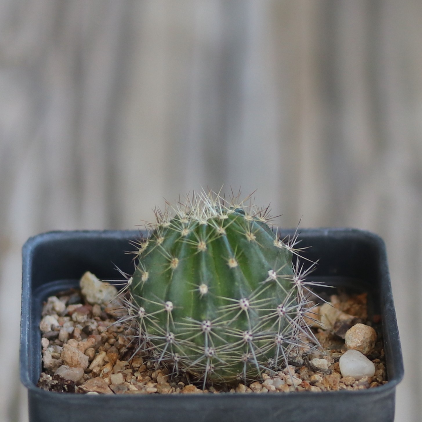 Echinopsis hybrid ‘Burgund’