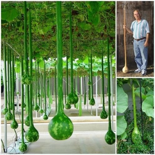 Dipper Gourd Seeds,12″ long necks and bulbs with a diameter of 5-7″