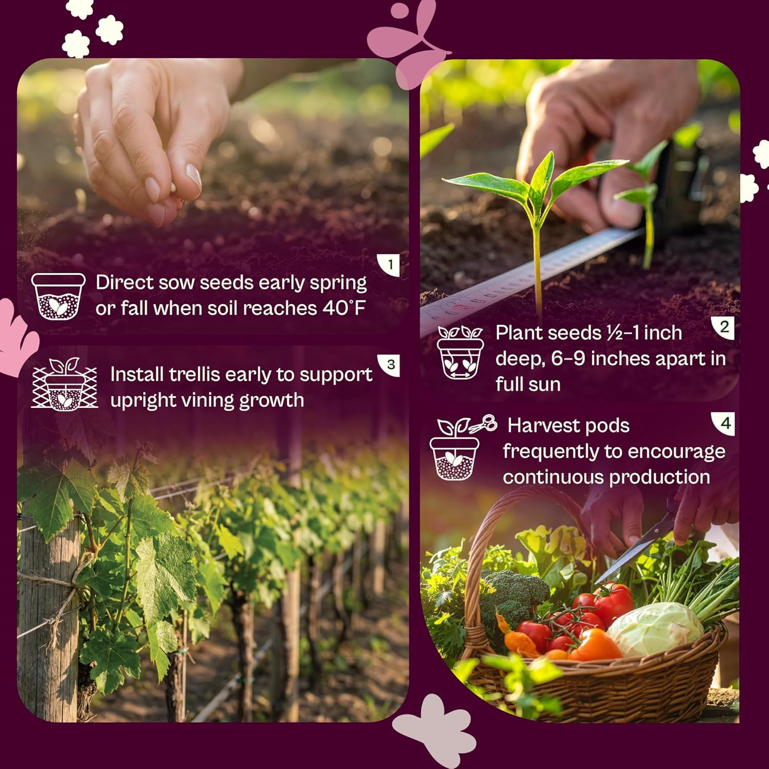 120 Cascadia Snap Pea Seeds (Pisum Sativum) – Sugar Snap Peas, Sweet Peas Seed P