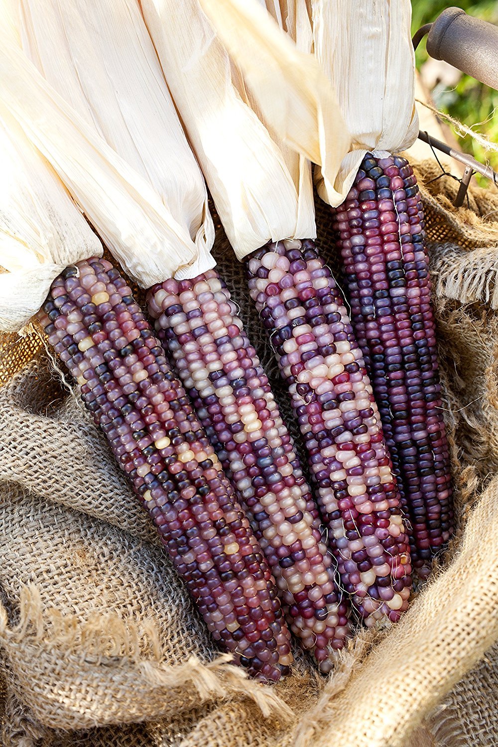 Amethyst Dream Purple Glass Gem Cherokee Indian Corn Heirloom Premium Seed Pack
