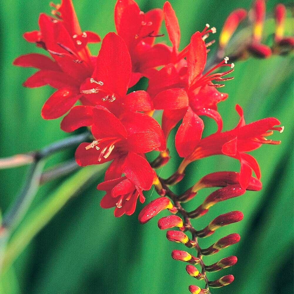 20 CROCOSMIA ” LUCIFER ” SEEDS