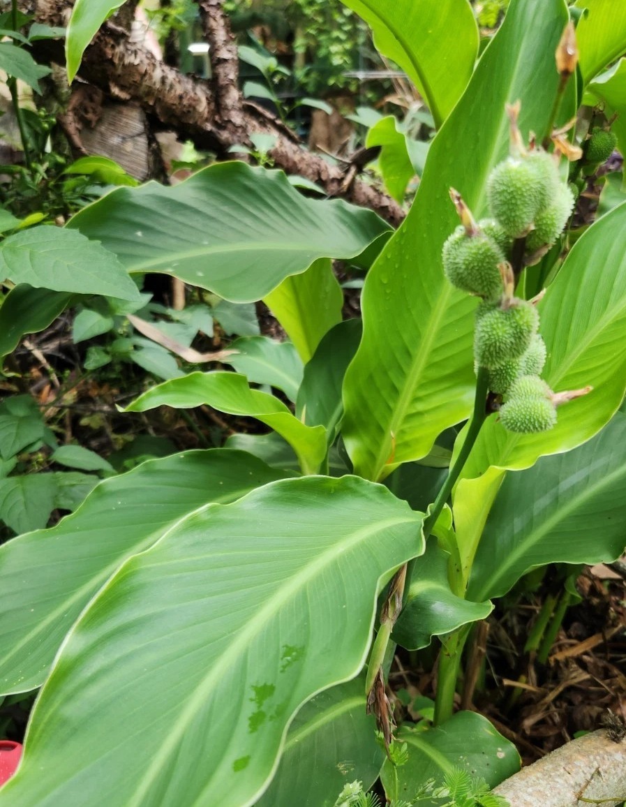 (ARROWROOT) Canna Indica 100+ Seeds USA GROWN Indian Shot Edible
