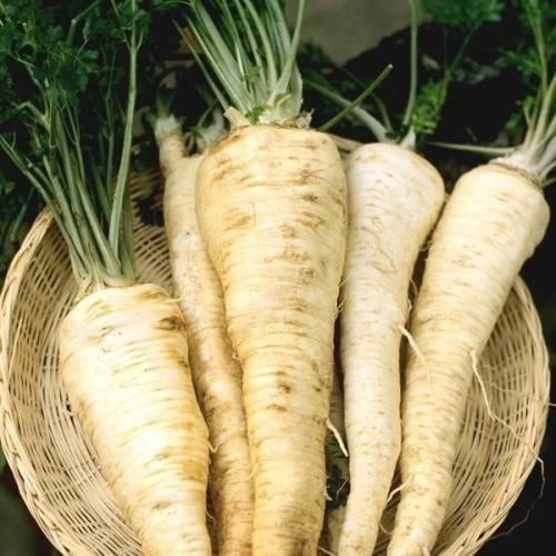 Parsley Hamburg Rooted Seeds 500+ Herb Heirloom NON-GMO USA SELLER FREE SHIPPING