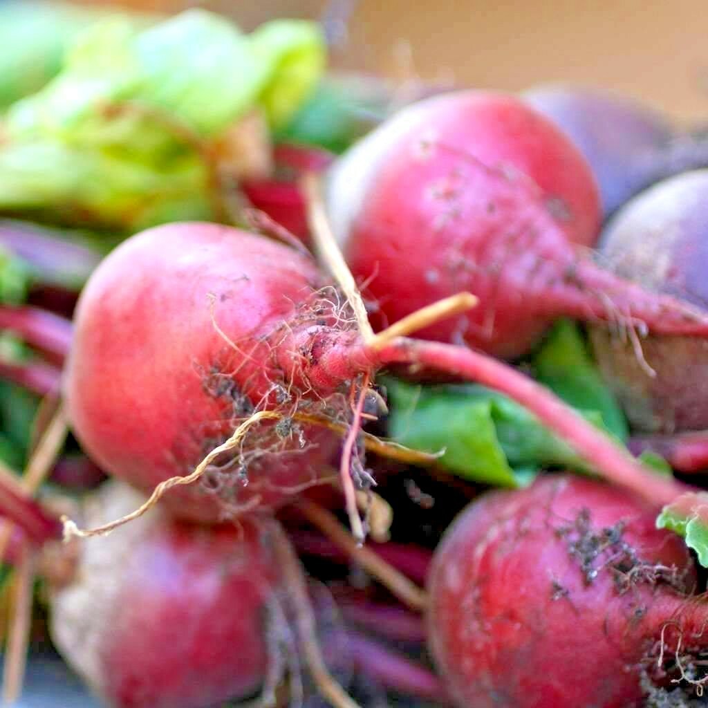 101+EARLY WONDER Beet Seeds Native Heirloom Vegetable Garden Patio Container