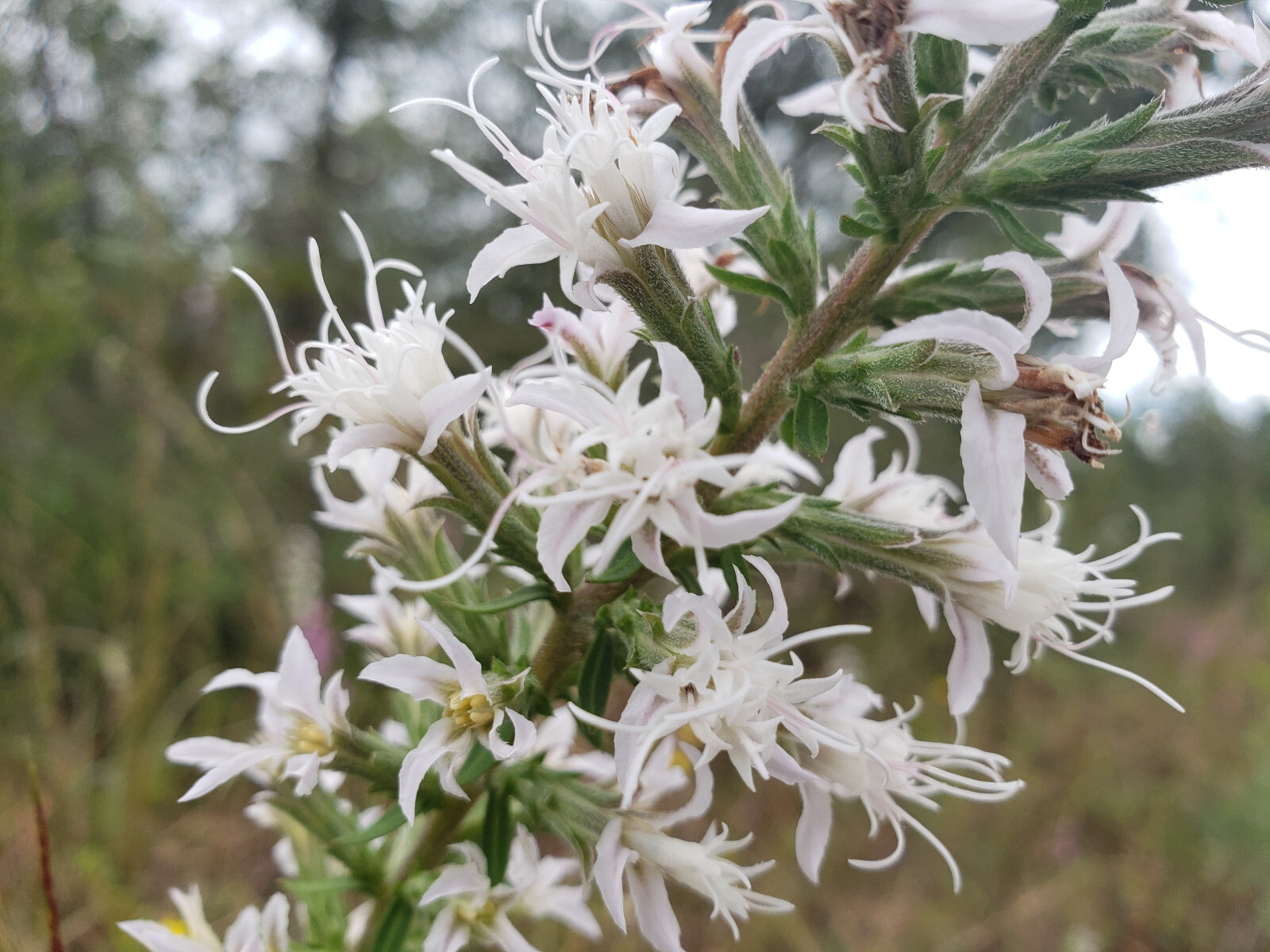 Elegant Blazingstar | 25 Seeds | Liatris Elegans | Gayfeather | White Flowering