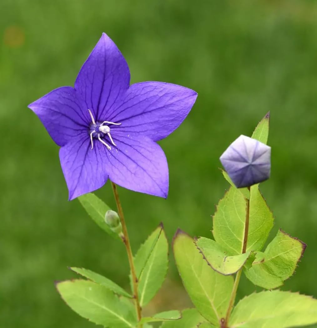50PCS Balloon Flower Platycodon Grandiflorus Seeds Non-GMO Flower Seeds