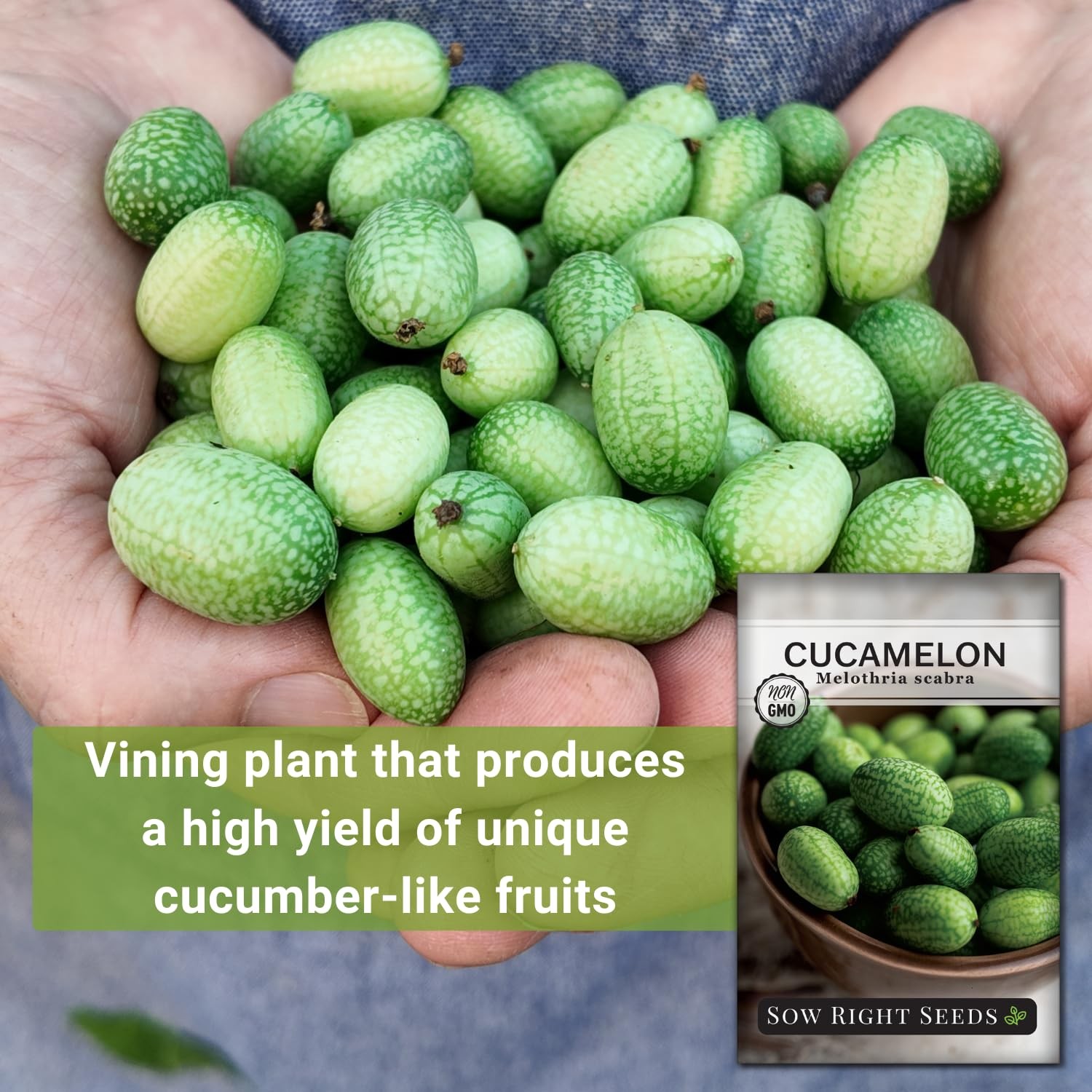 – Cucamelon Seeds for Planting – Non-GMO Heirloom Packet with Instructions to…