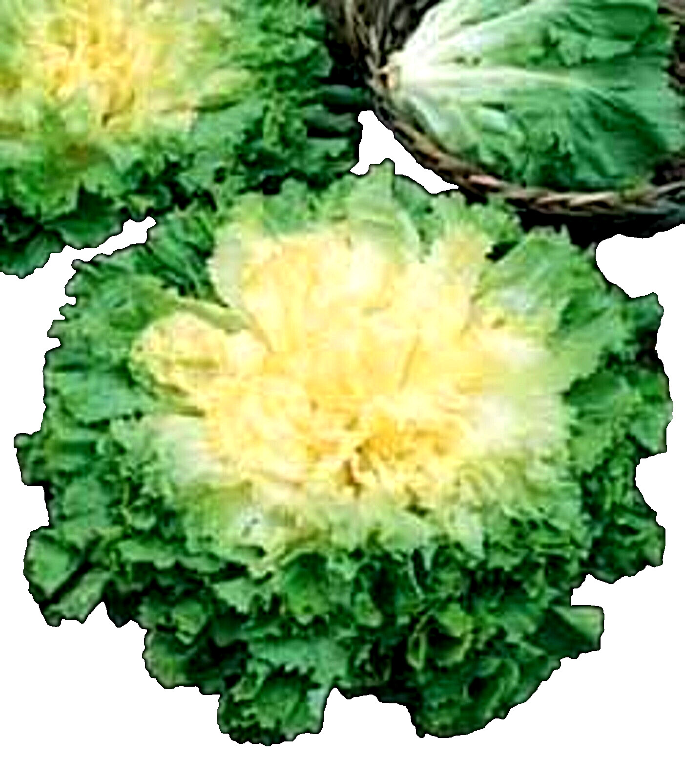Full Heart Escarole 65 Chicory 300+ SEEDS NON-GMO –BUY 4 ITEMS FREE SHIP