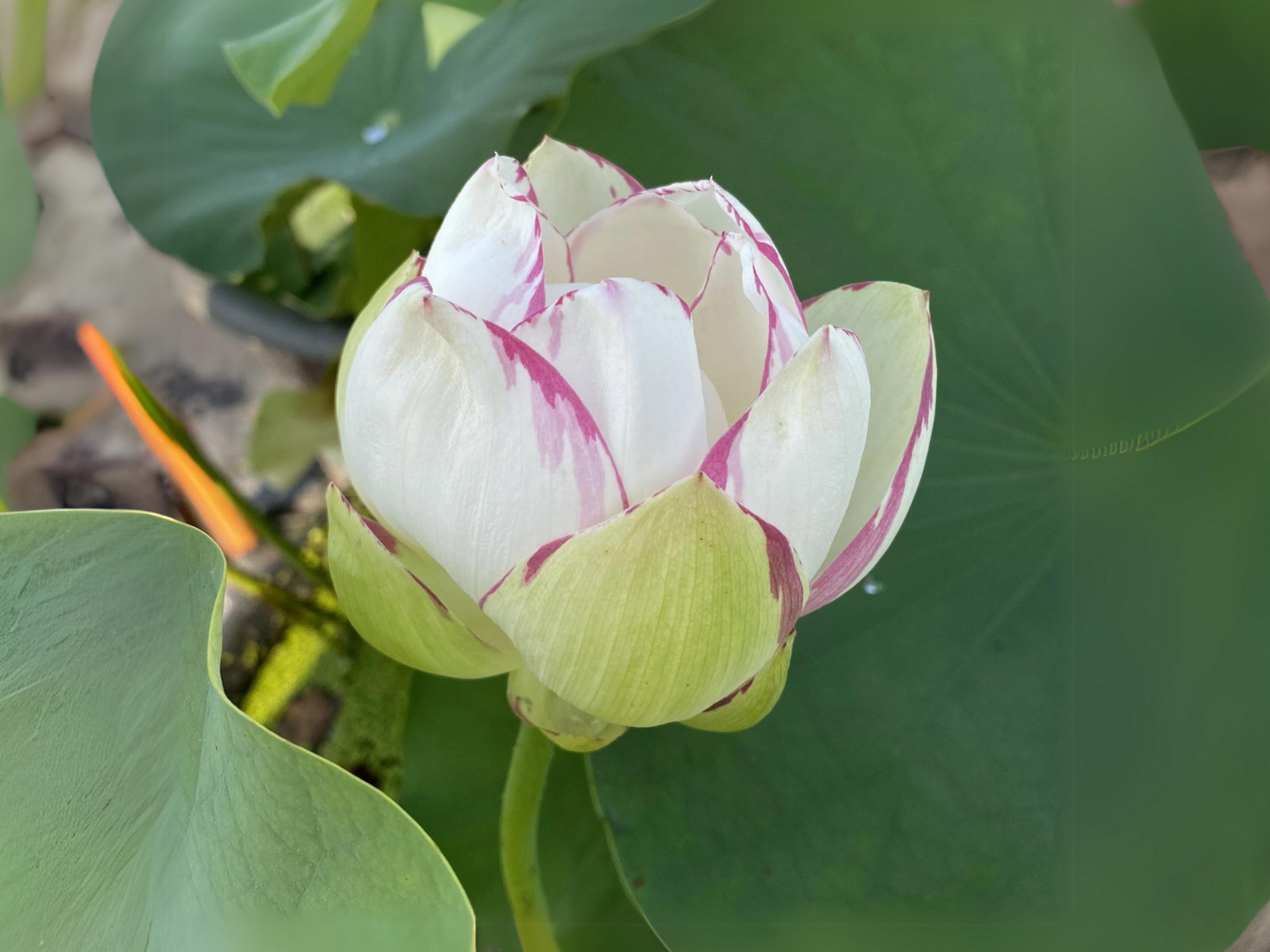 5 Rare Seeds| Empress Lotus Seeds – Indian Lotus (Nelumbo nucifera) Seeds