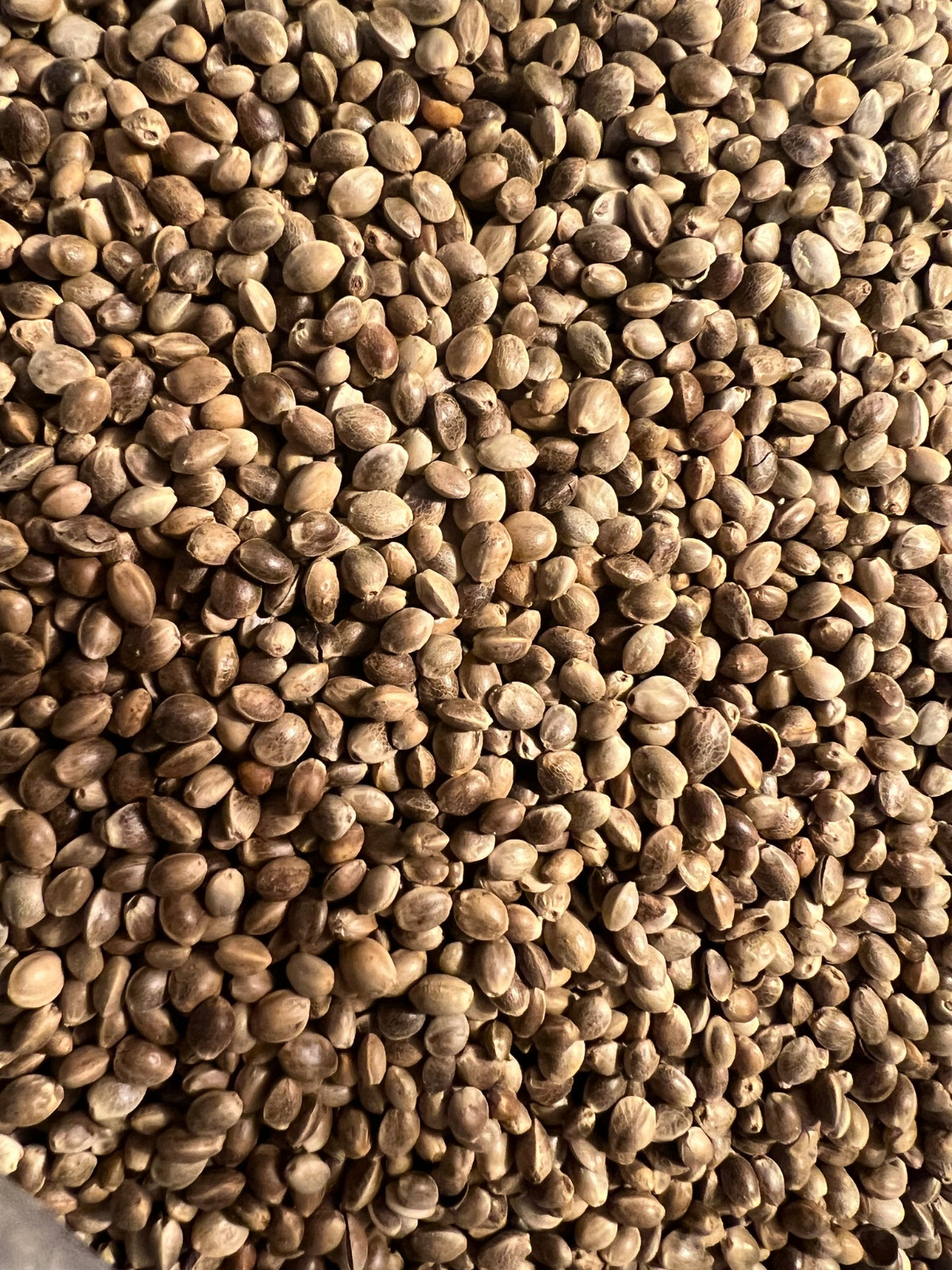 Ripkitty Premium Toasted Whole Hemp Seeds Nuts Organic Free Shipping