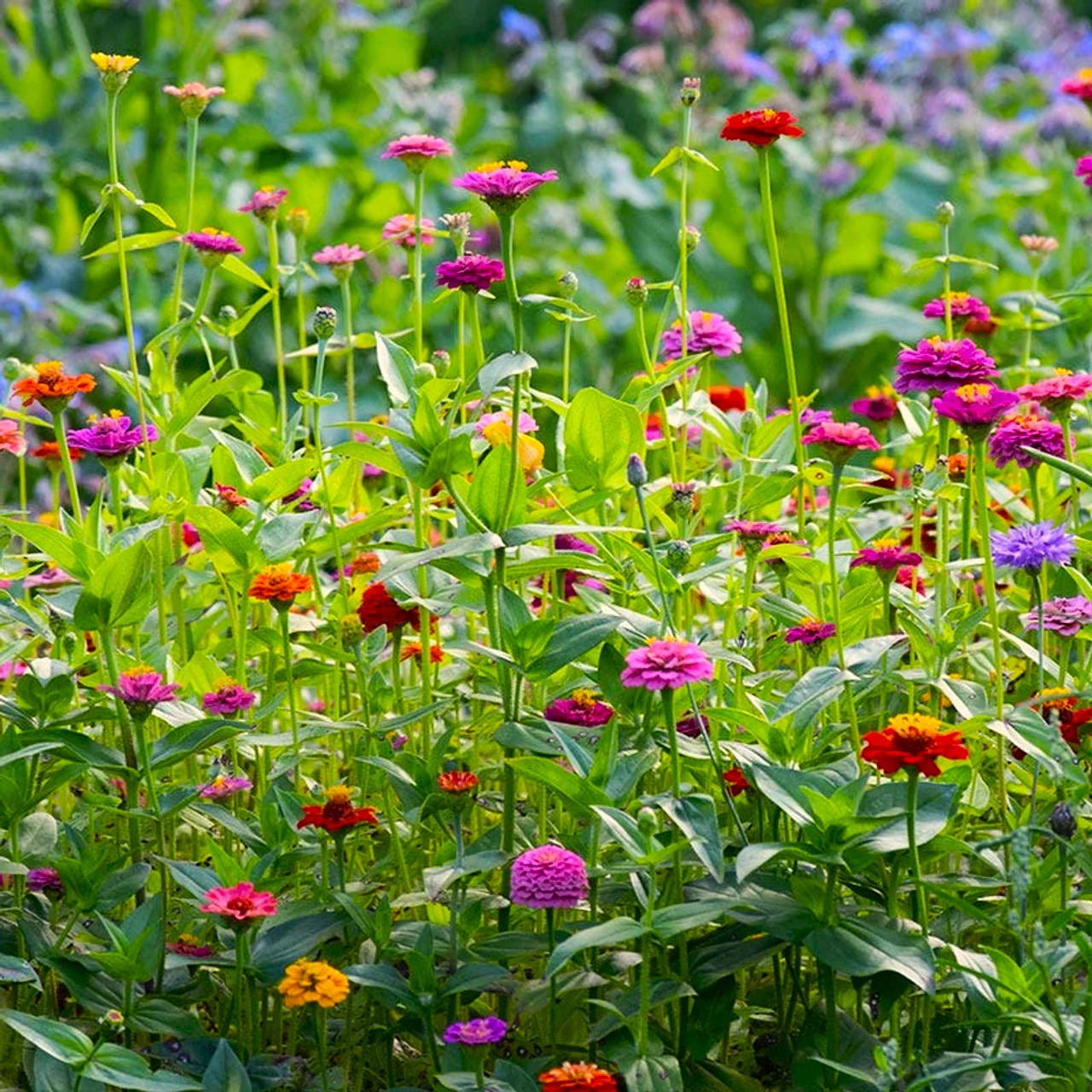 Lilliput Mix Zinnia Seeds | Pom Pom Dwarf Rainbow Multi Color Flower Seed 2024