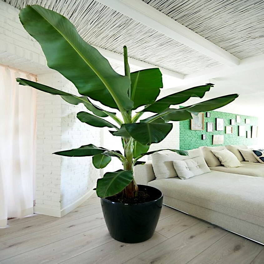 10 “DWARF” Cavendish BANANA Tree Seeds Musa acuminata Hardy Tropical Fruit Plant