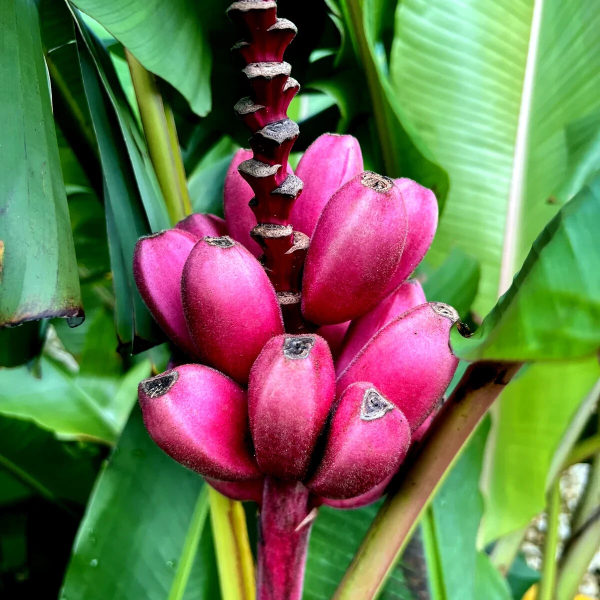 Pink Dwarf Banana Tree Fruit Plant Seeds (Musa velutina) Rare Fast Hardy-Zone 7b